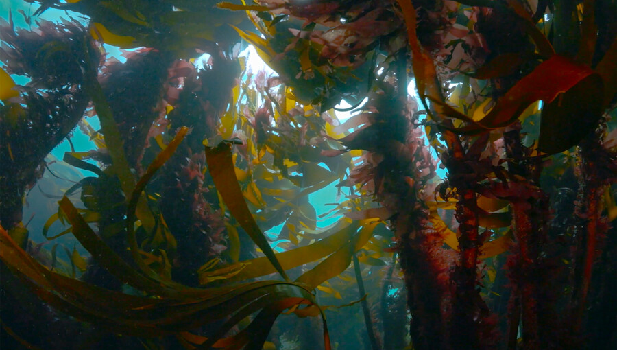 Kelp!