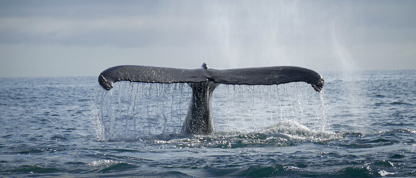 A whale fin points out of the sea